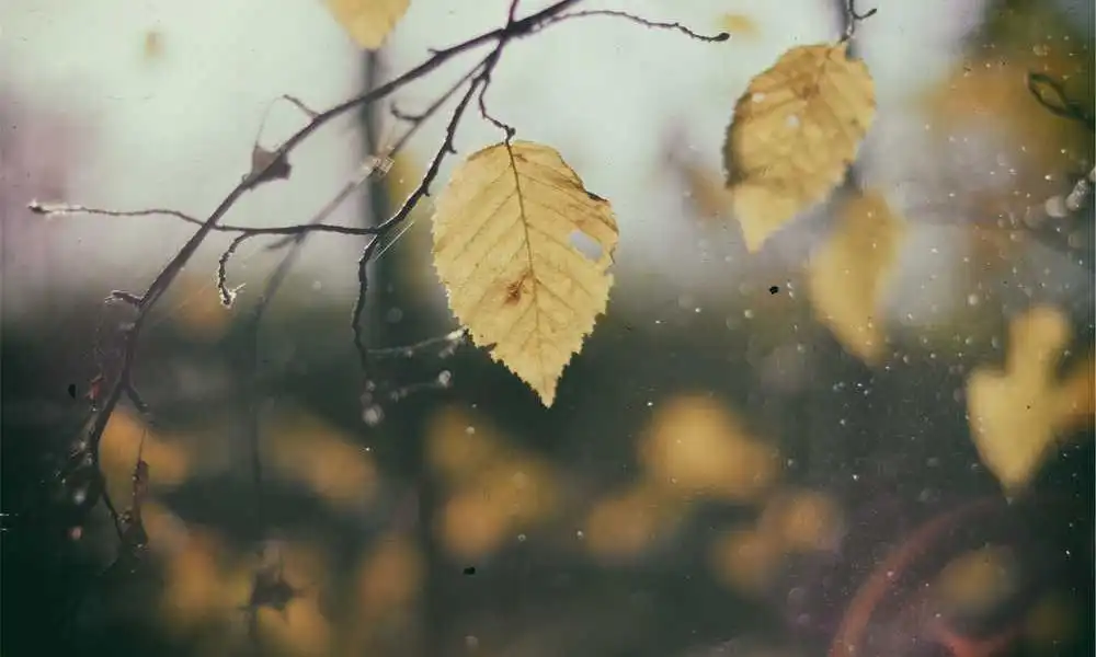 向华强：从败笔到骄傲，向佐电影背后的故事