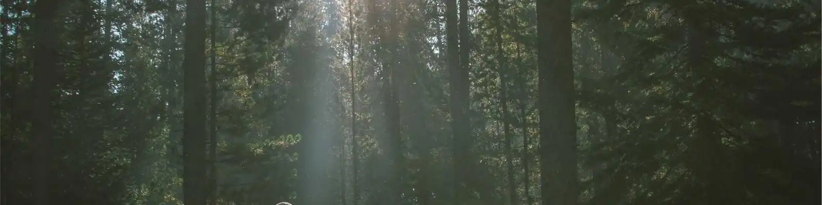 灵芝泡酒选对白酒，这招让养生效果翻倍！