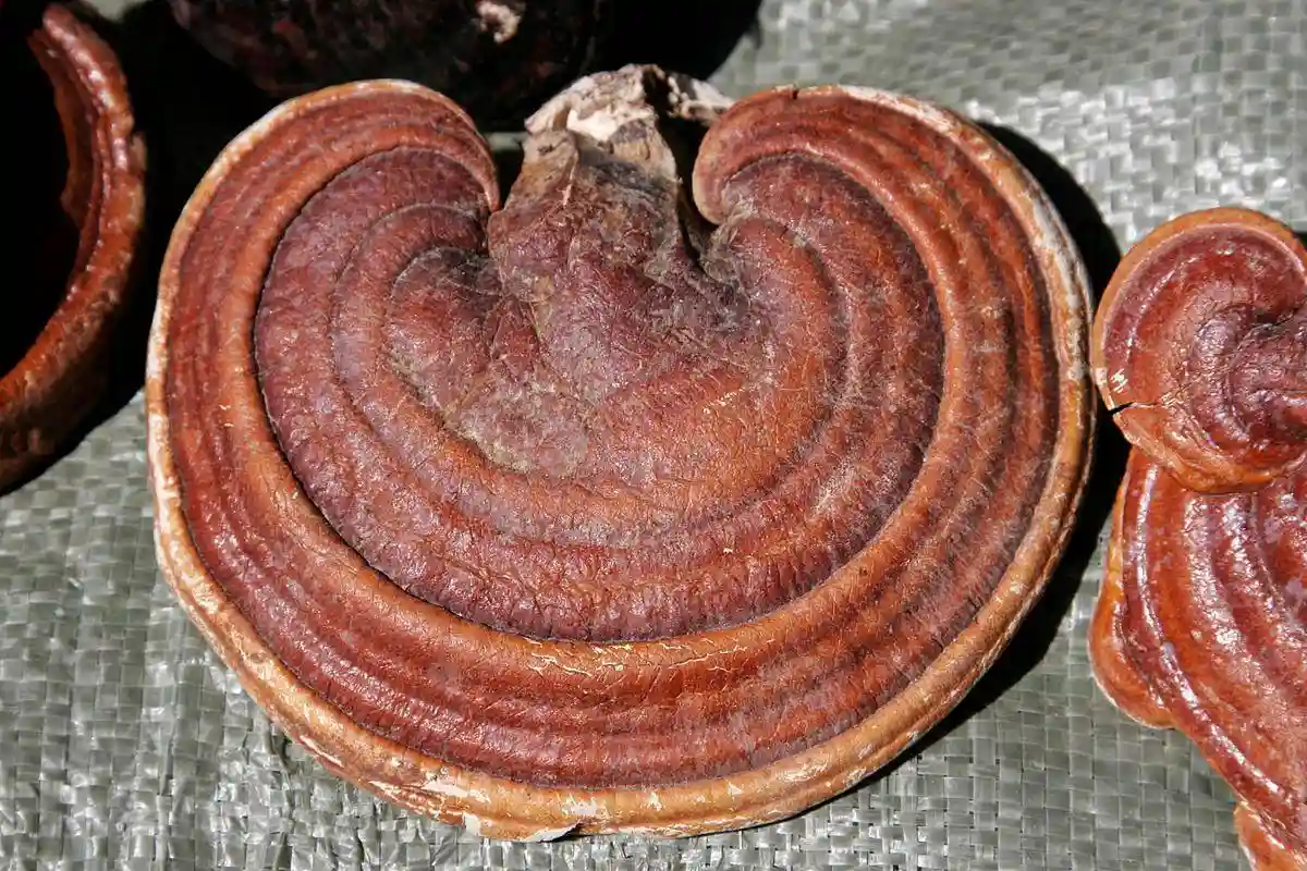 灵芝泡酒选对白酒，这招让养生效果翻倍！