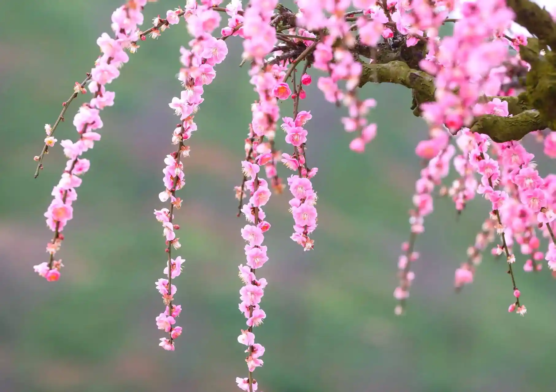 贵州高峰镇梅园春节全城赏梅模式开启：千亩梅花盛放迎八方客