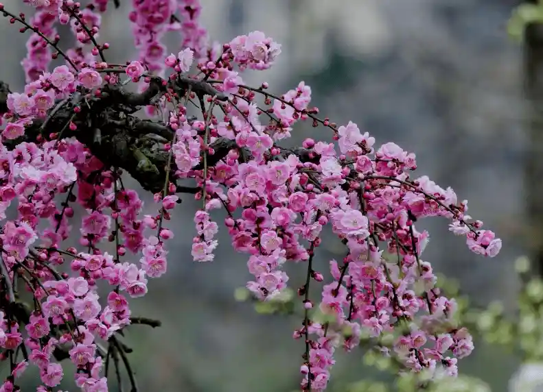 贵州高峰镇梅园春节全城赏梅模式开启：千亩梅花盛放迎八方客