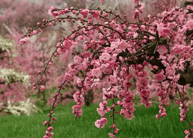 贵州高峰镇梅园春节全城赏梅模式开启：千亩梅花盛放迎八方客