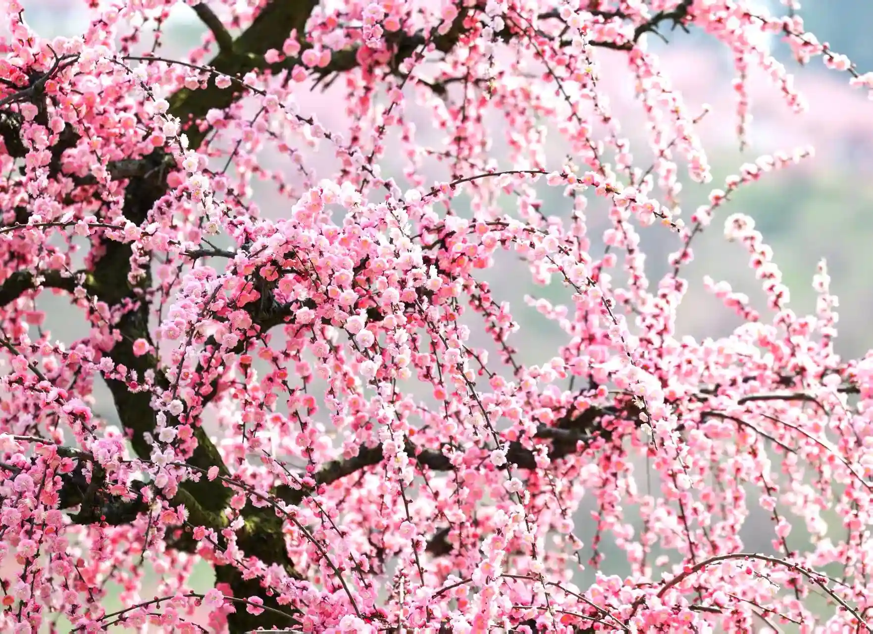 贵州高峰镇梅园春节全城赏梅模式开启：千亩梅花盛放迎八方客