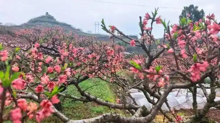 清明春假遇合川 重庆多项旅游指标领跑全国TOP10