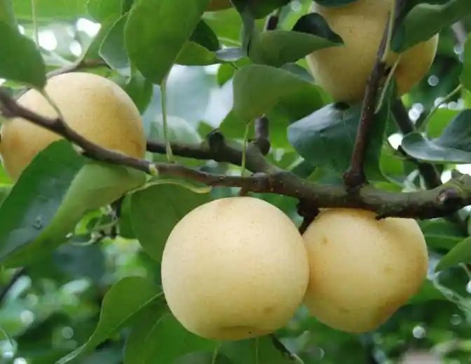 梨树病虫害防治新攻略，限时收藏！