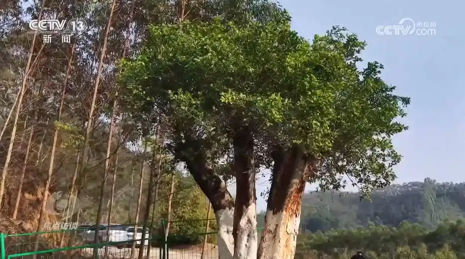 殡葬改革新实践：溪村书写移风易俗时代答卷